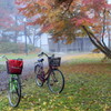 霧の朝の公園