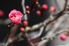 公園の梅