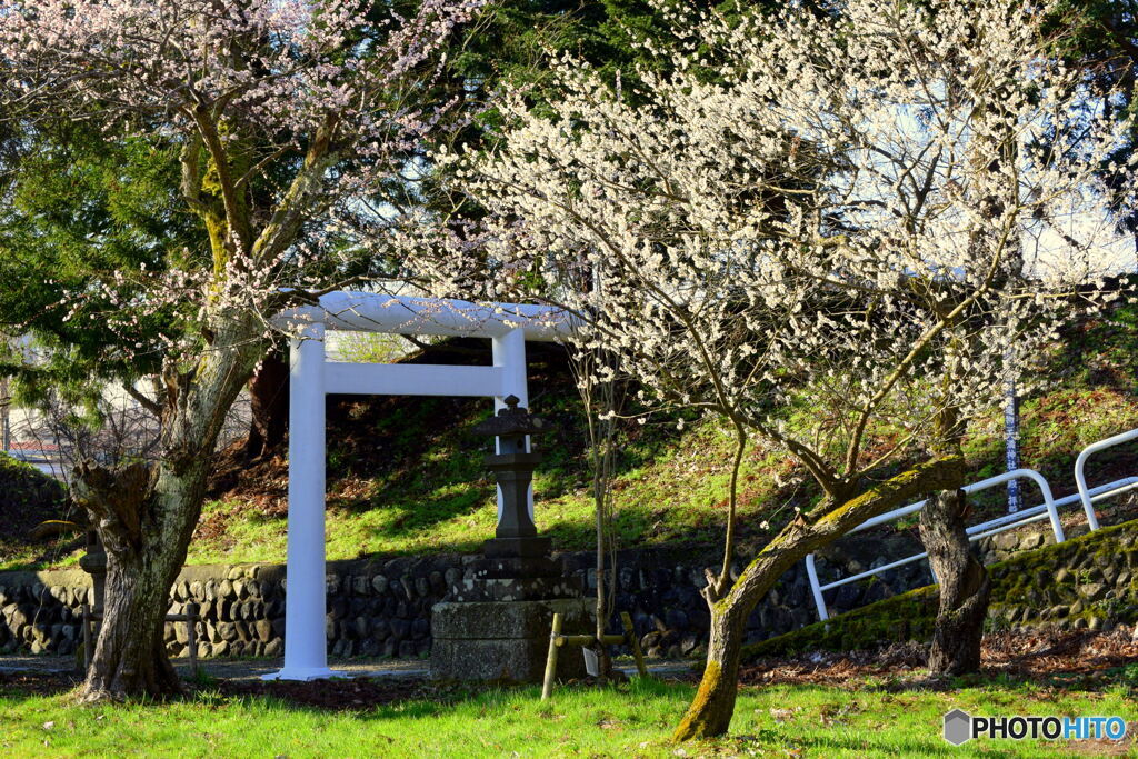 梅の咲いてる通り道