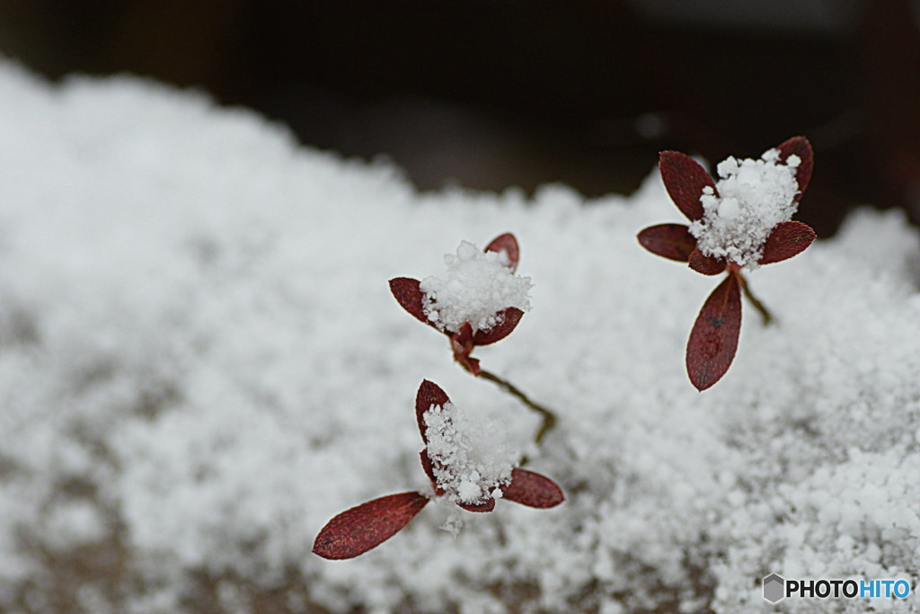また雪が降りました