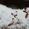 また雪が降りました