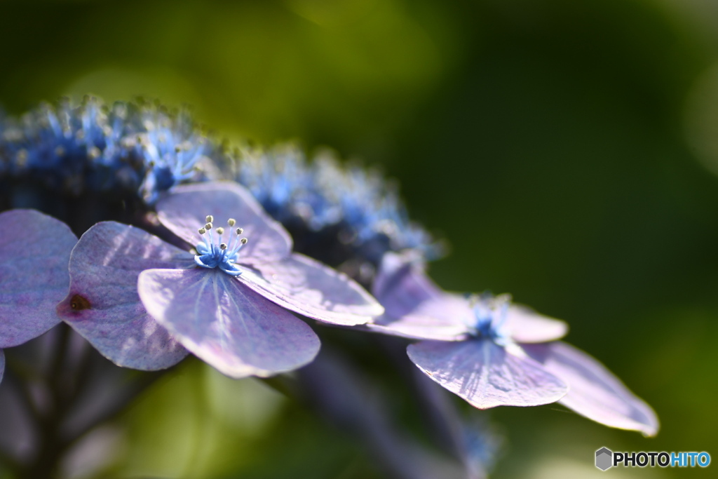 今日の紫陽花