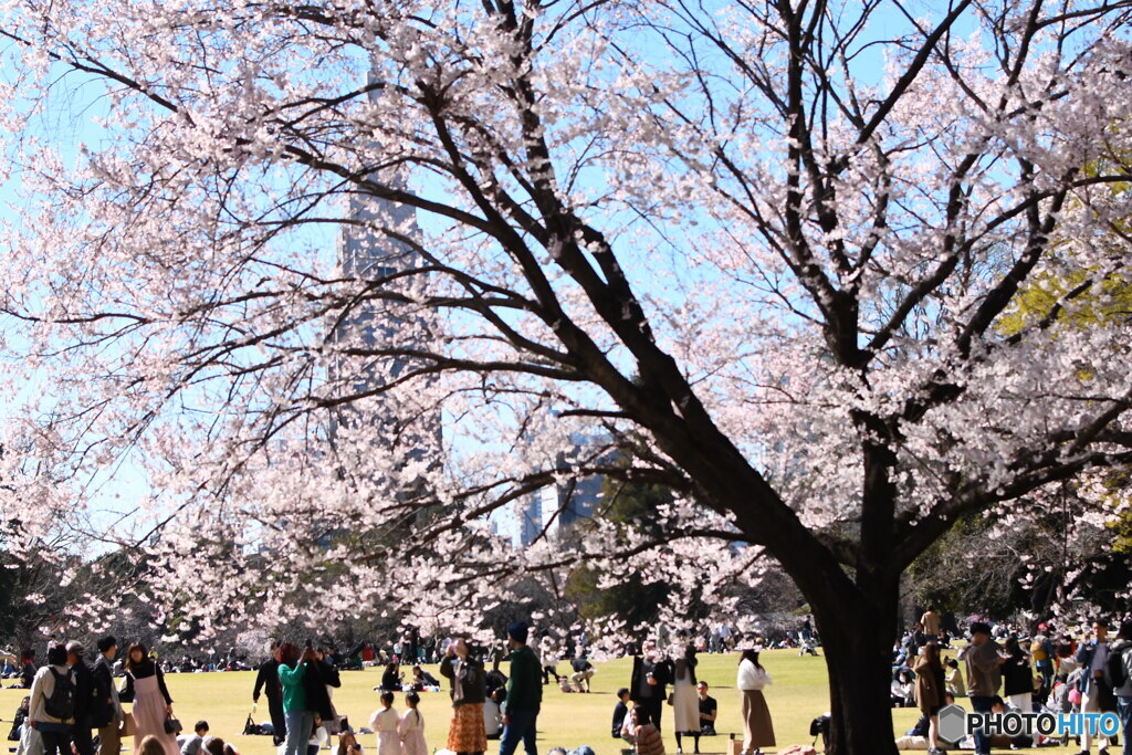 新宿御苑の桜