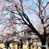 新宿御苑の桜