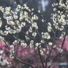 公園の梅が満開