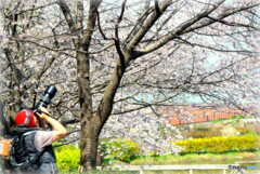 熱海寒桜とカメラマン