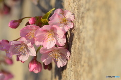 壁と桜