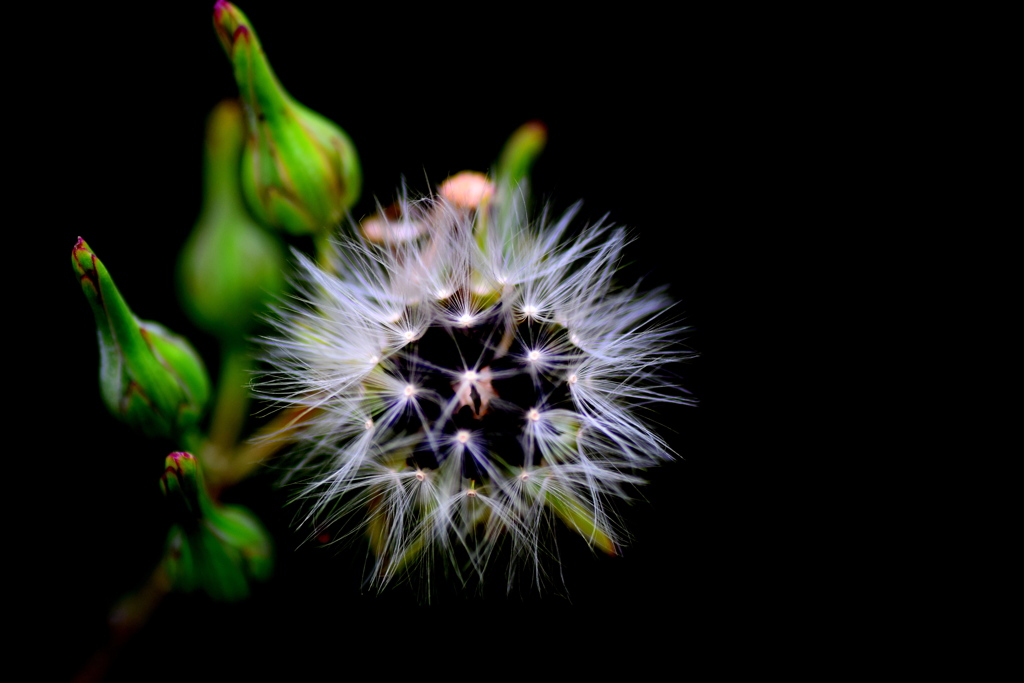 段戸襤褸菊（だんどぼろぎく）