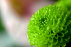 緑色の花