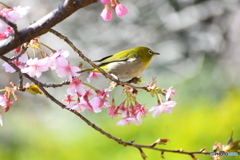 河津桜とメジロちゃん②