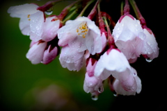 ４月２５日の桜