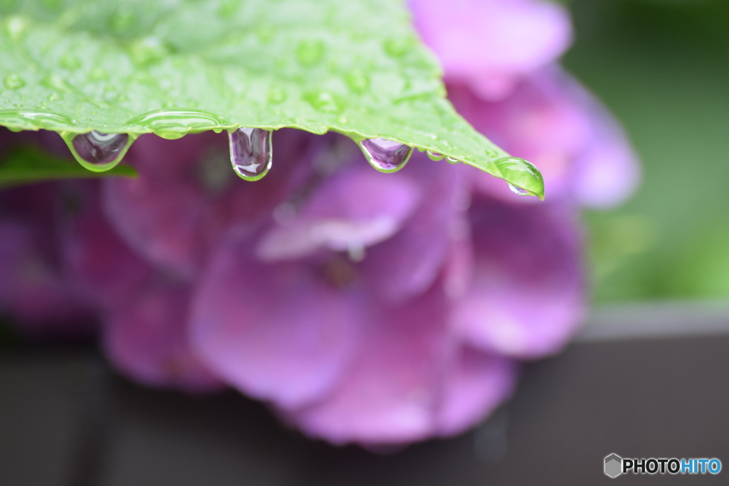 今日は 雨