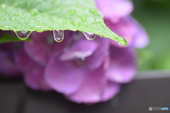 今日は 雨