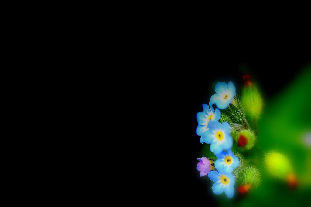 小さなお花