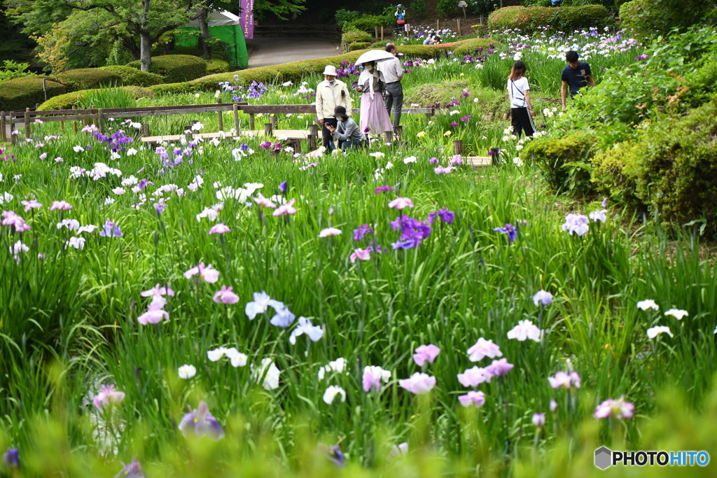 花菖蒲が咲いてます