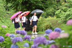 雨の朝