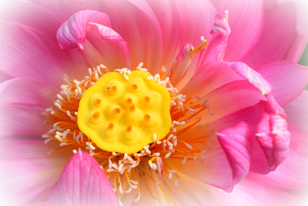 田んぼに咲いてるハスちゃん