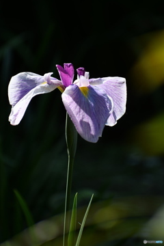 花菖蒲