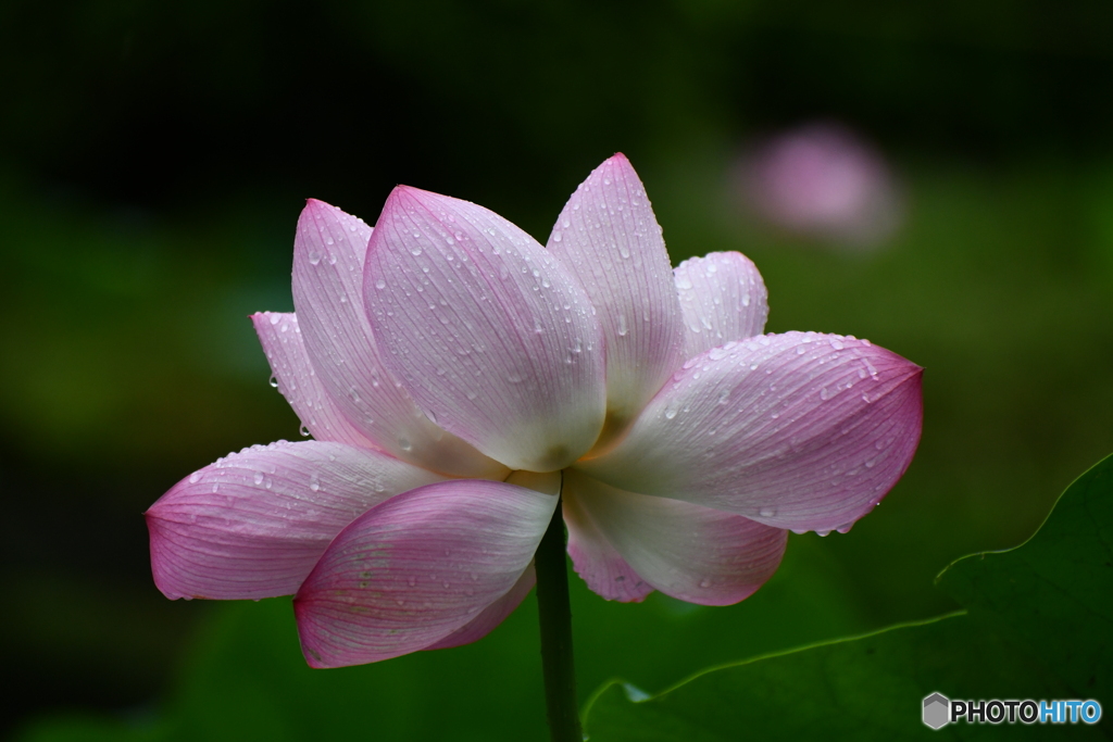 雨よ、止んでください