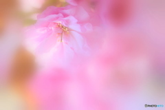 八重桜♪