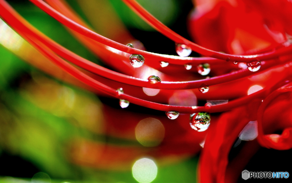 雨上がりの 曼珠沙華