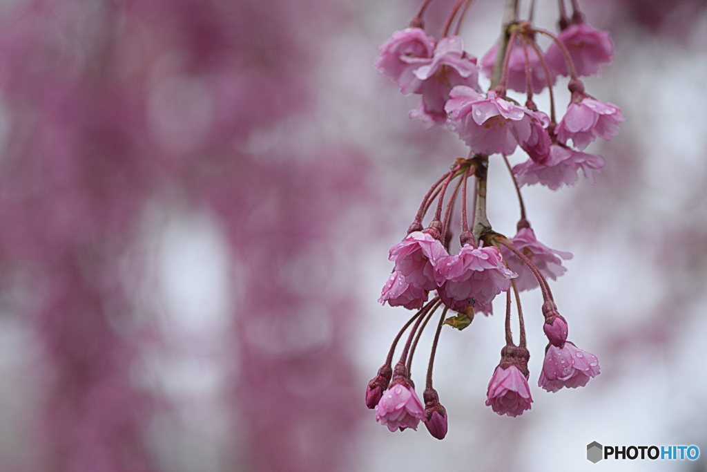 雨の朝の枝垂桜