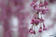雨の朝の枝垂桜