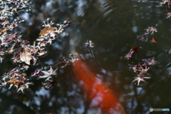池の落ち葉