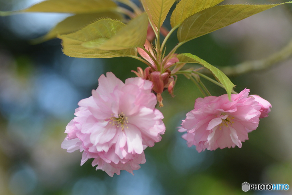 今朝も八重桜が綺麗でした