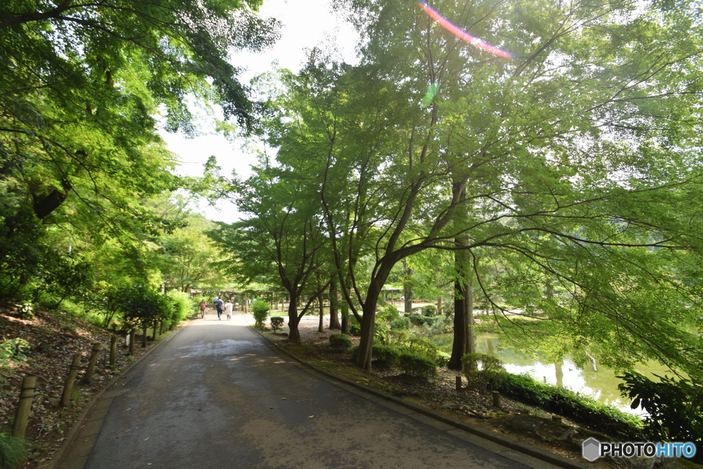 薬師池公園のお散歩
