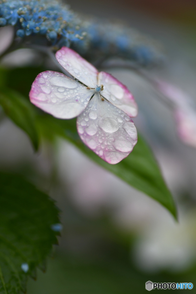 雨の日のアジサイ