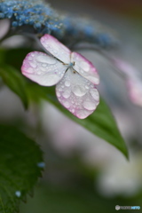 雨の日のアジサイ