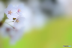 明日も会えるかな