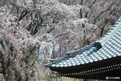 宏善寺の枝垂桜①