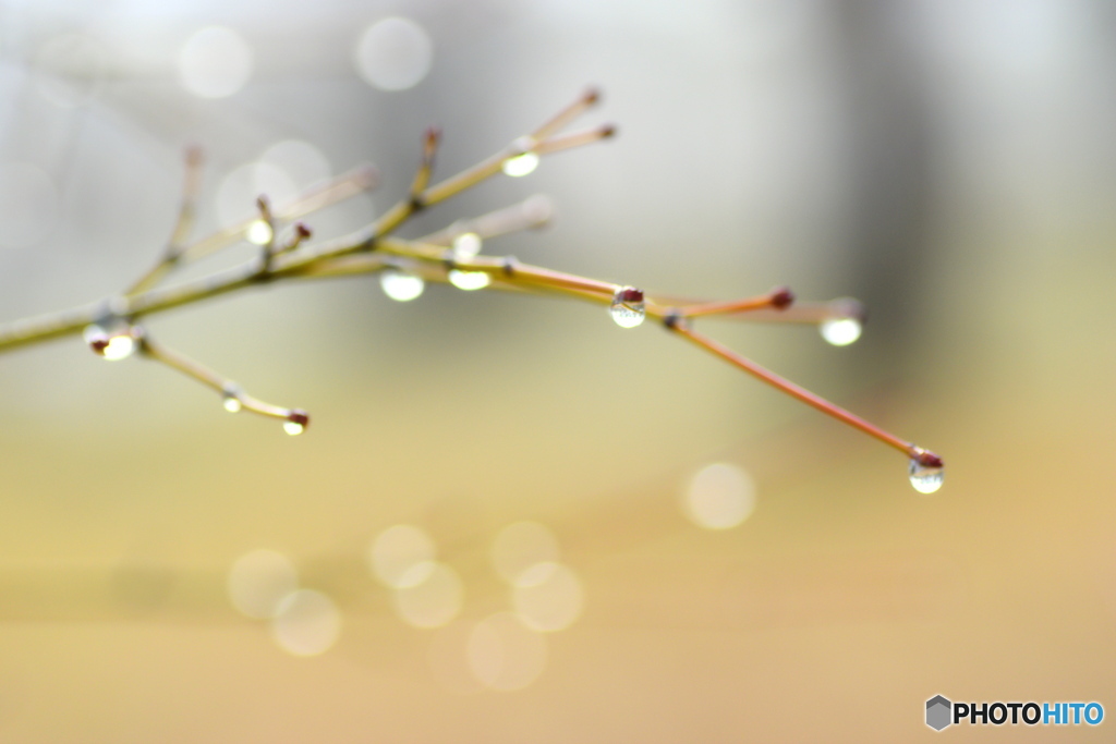 玉ボケが素敵な 雨の朝