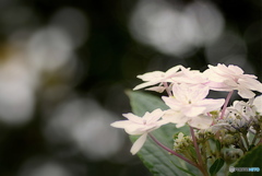 １１月の紫陽花