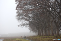 霧の朝