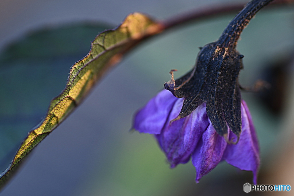 ナスの花