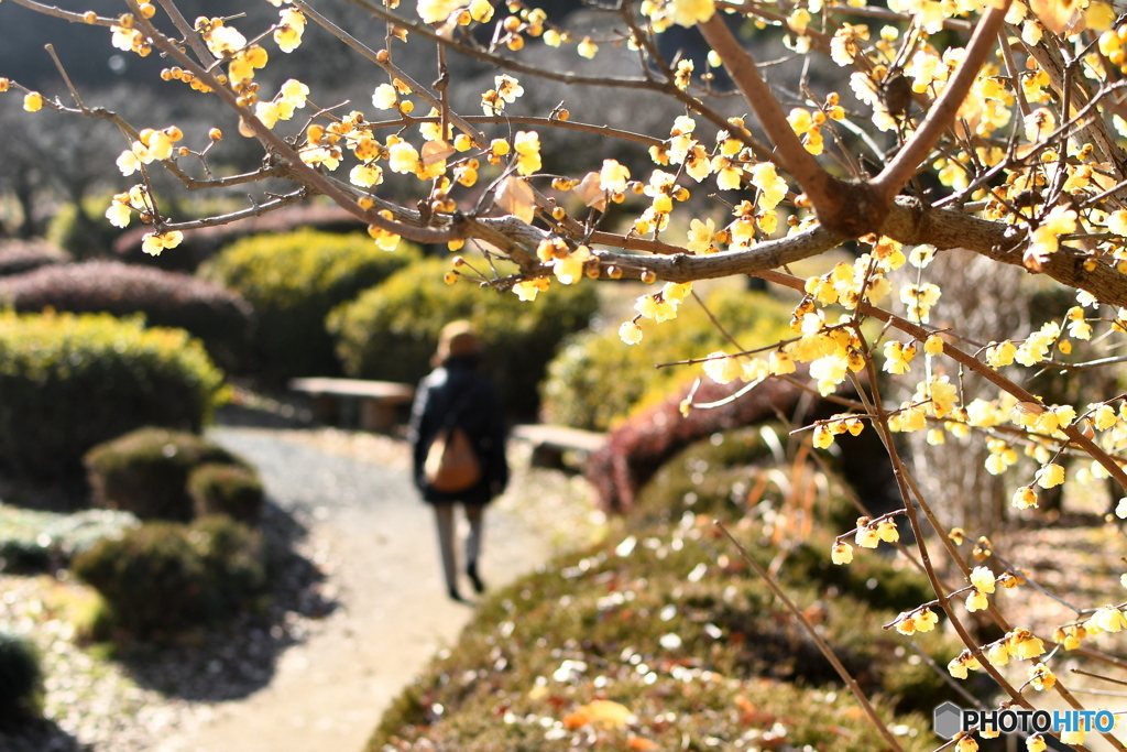 蝋梅の咲く公園