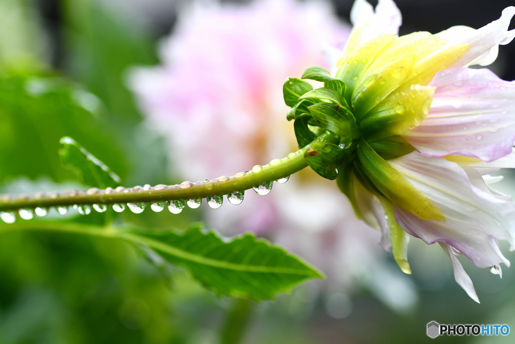 雨の日のダリア③