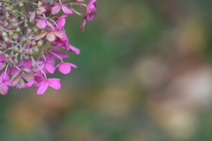 １０月の紫陽花