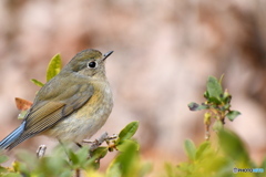 近くに来てくれた鳥さん