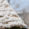 雪囲い