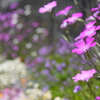 花壇