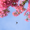 百日紅と青空とハチさん
