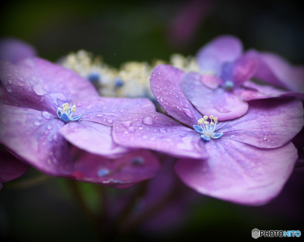 紫陽花