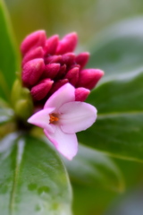 沈丁花
