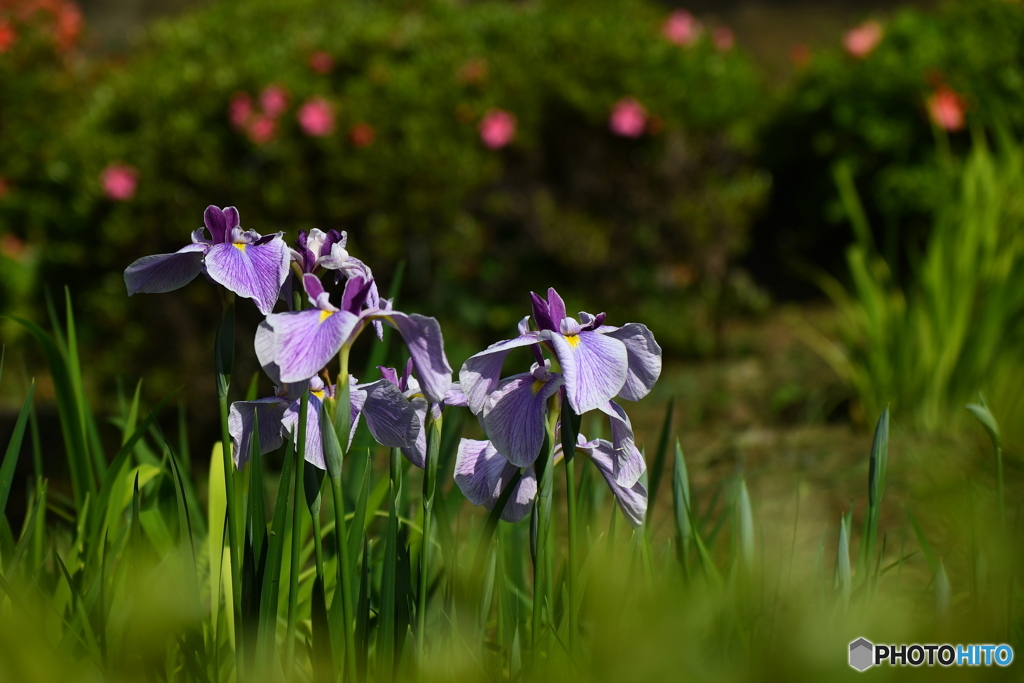 花菖蒲