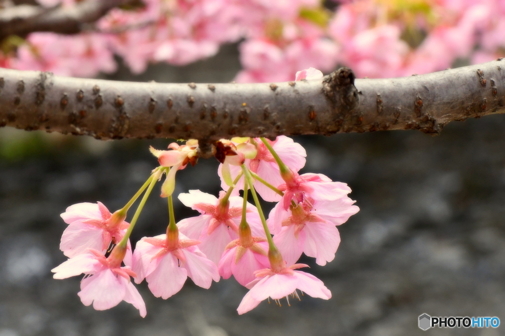 恩田川の河津桜