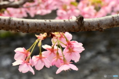 恩田川の河津桜
